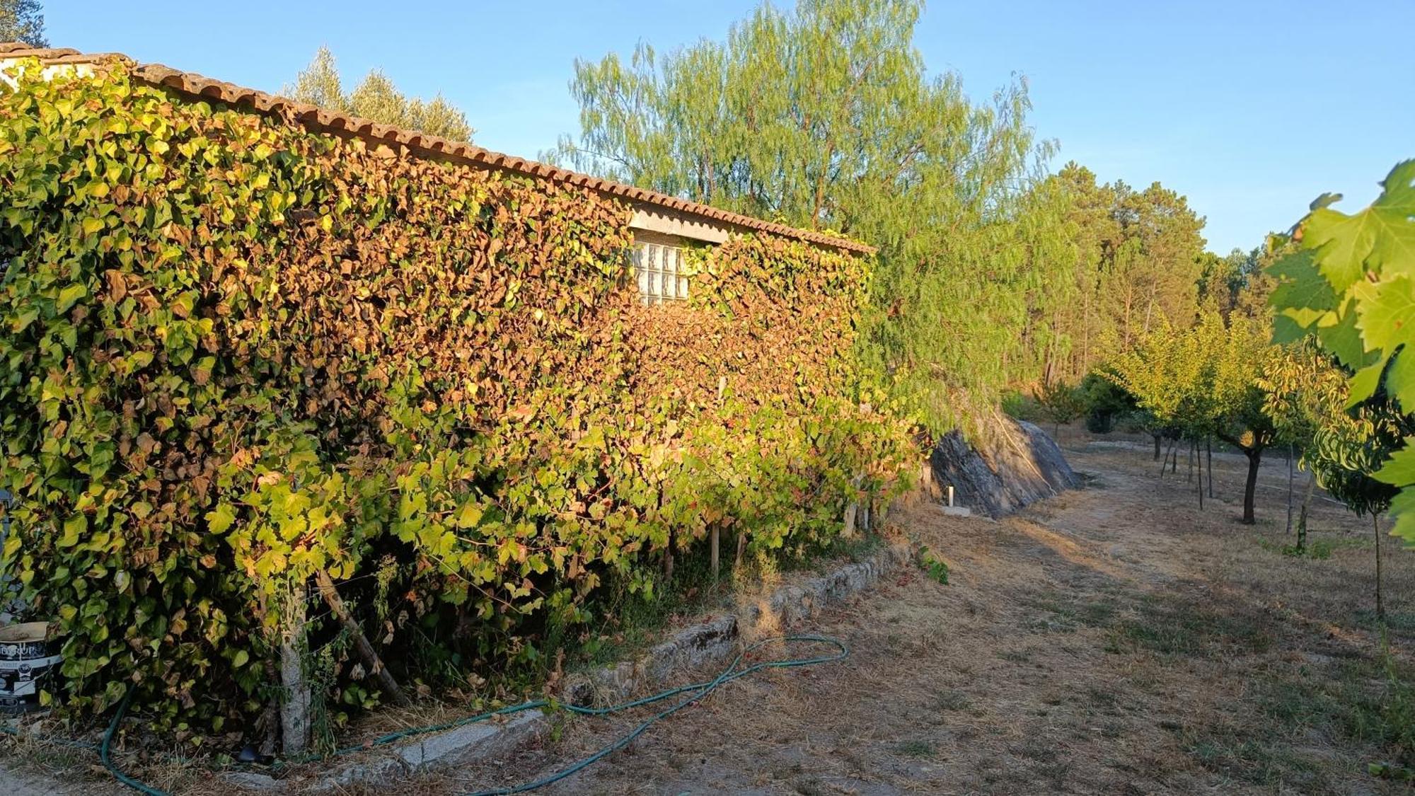 منزل الضيف Santar  في Quinta Da Pedra Mija المظهر الخارجي الصورة
