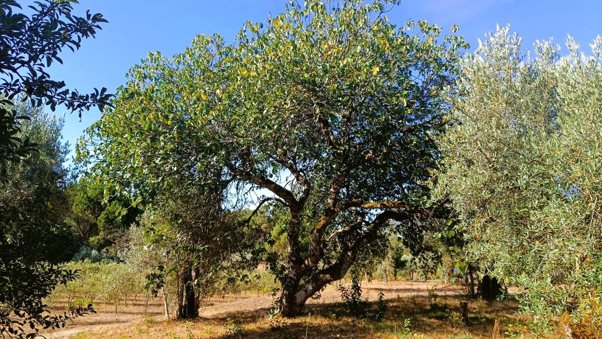 منزل الضيف Santar  في Quinta Da Pedra Mija المظهر الخارجي الصورة