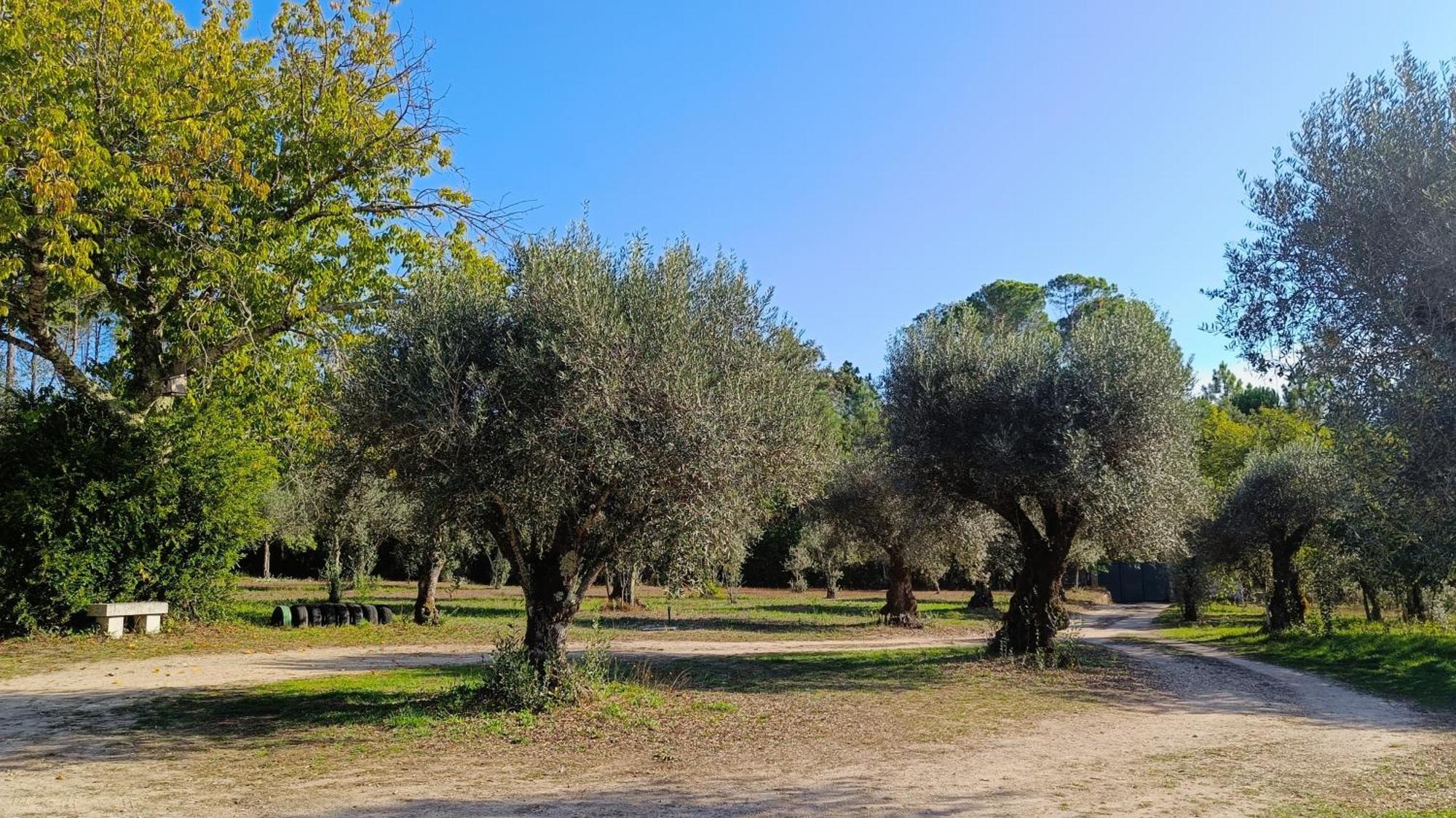 منزل الضيف Santar  في Quinta Da Pedra Mija المظهر الخارجي الصورة